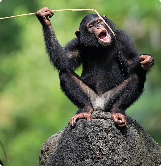 Chimpanzé utilisant une tige