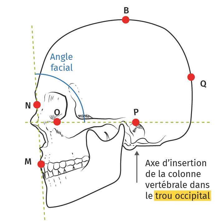 La craniométrie