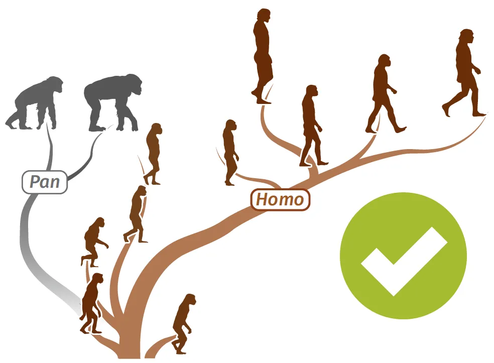 Histoire évolutive possible des humains