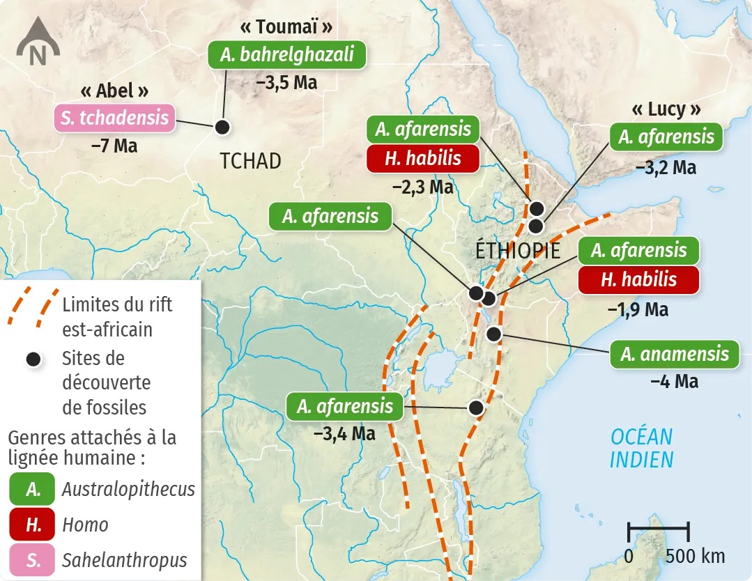 Sites de découverte de quelques fossiles de la lignée humaine et localisation du rift est-africain