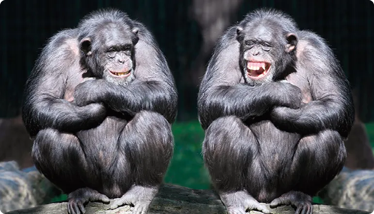 Deux chimpanzés qui rigolent ensemble