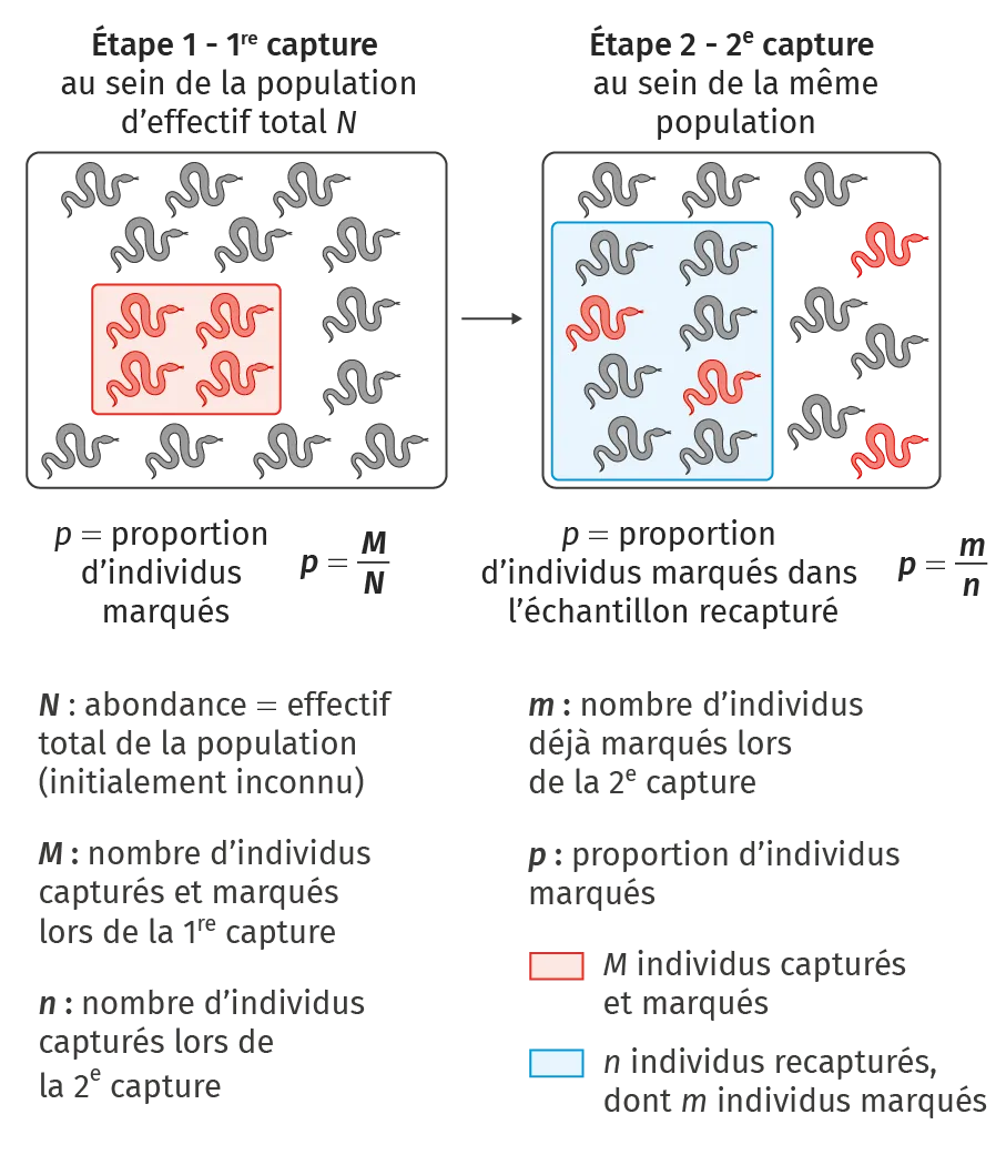 Principe de la méthode de Capture-Marquage-
Recapture (CMR) et application à une population
de vipères cornues de Krésna