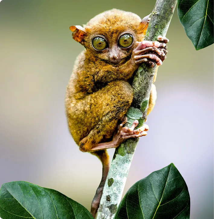 Le tarsier des Philippines.