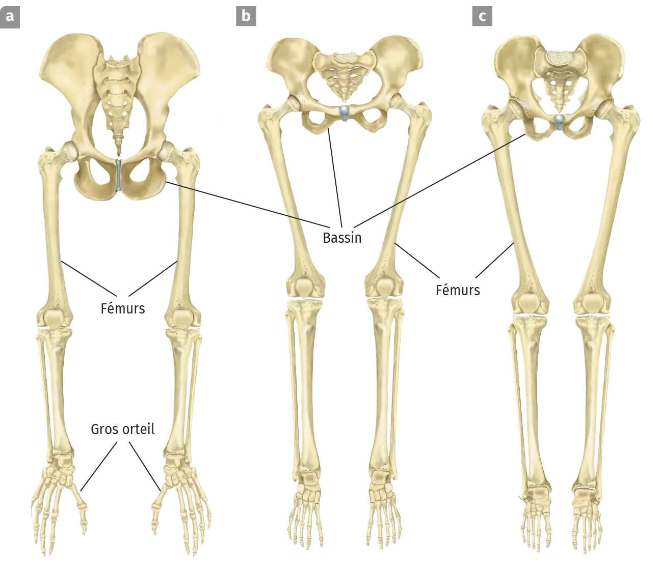 Dessins du bassin et des membres inférieurs de trois espèces : chimpanzé actuel, australopithèque et humain actuel