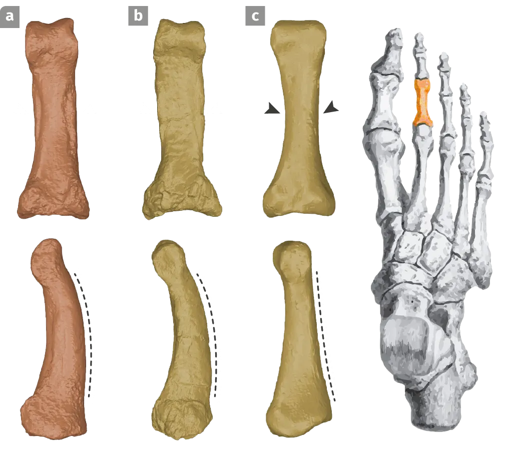 Comparaison d'une phalange de pied d'Homo luzonensis, d'Australopithecus afarensis et d'Homo sapiens.