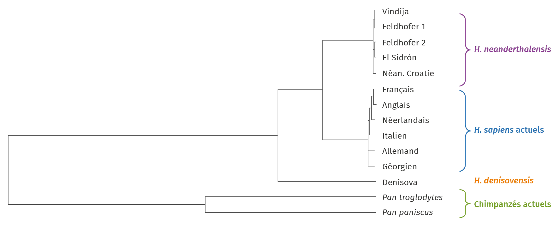 Arbre des distances génétiques entre des individus humains actuels ou fossiles et les deux espèces de chimpanzés actuels