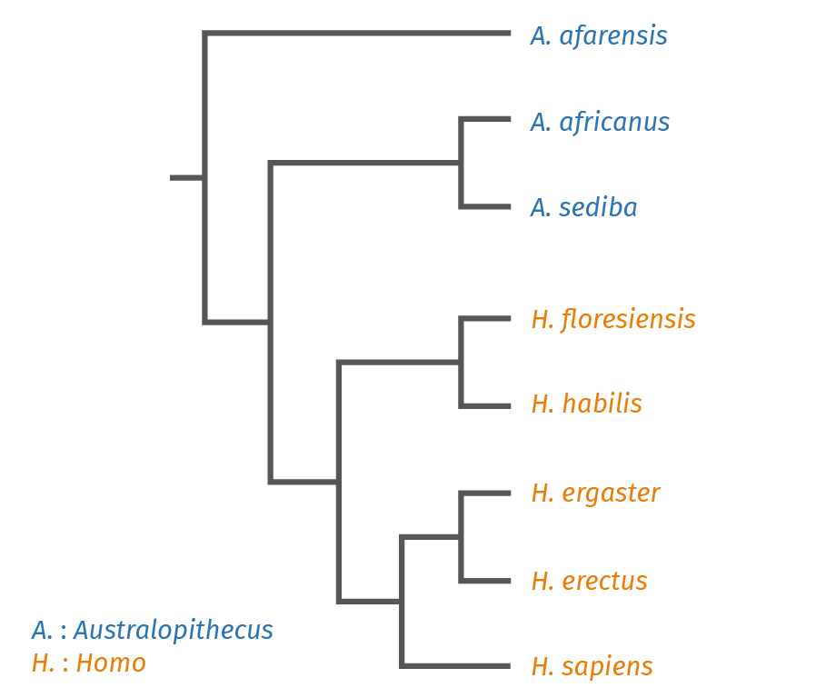 Arbre phylogénétique possible de la lignée humaine