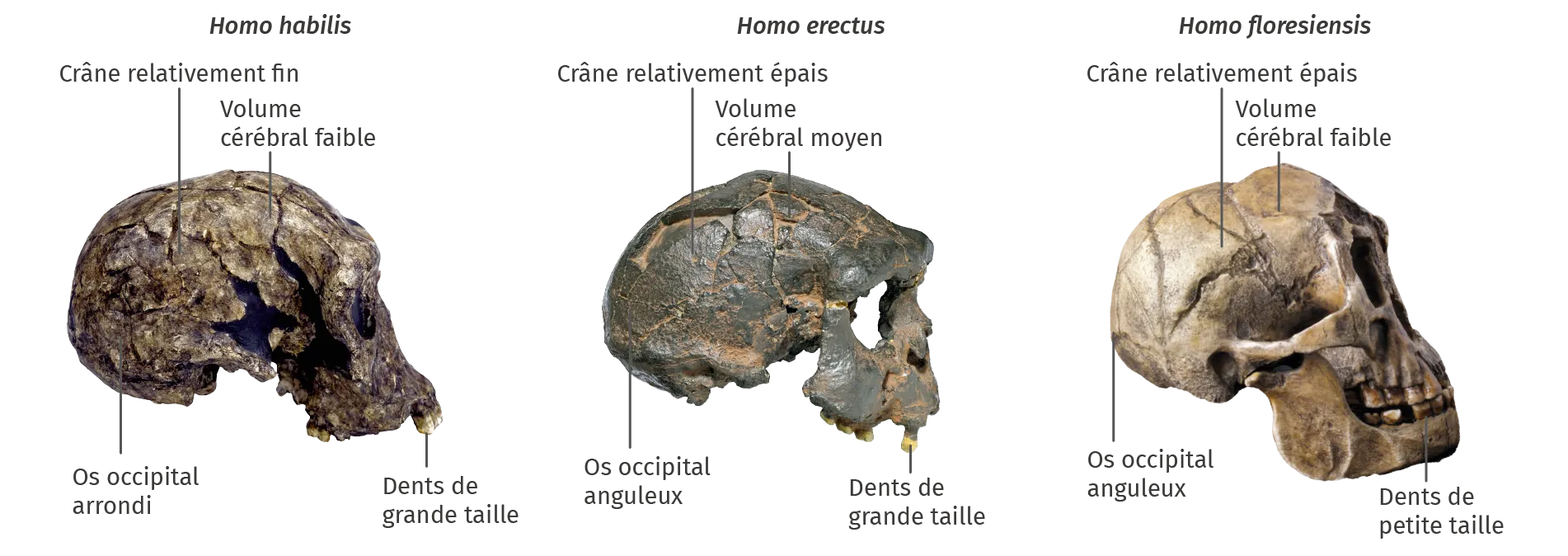 Comparaison des caractères crâniens de trois espèces du genre Homo