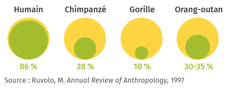 Étude génétique de populations d'humains et de grands
singes