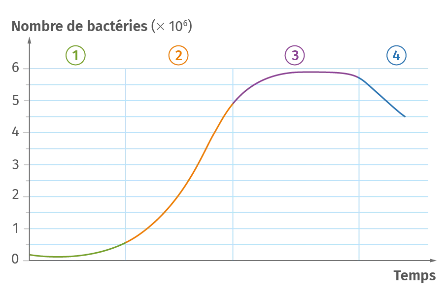 Évolution de la population bactérienne au cours du temps