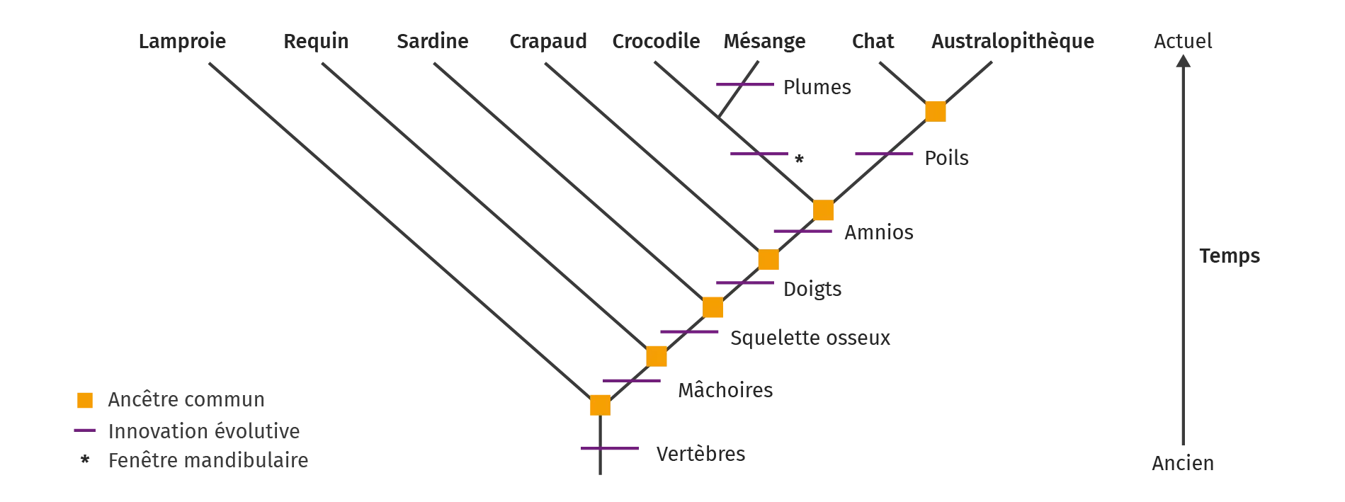 Arbre phylogénétique