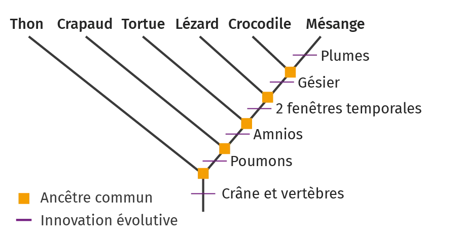 Exemple d'un arbre phylogénétique de vertébrés