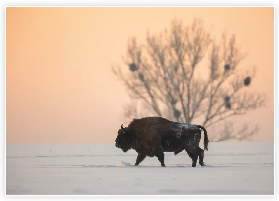 Un bison marchant dans la neige