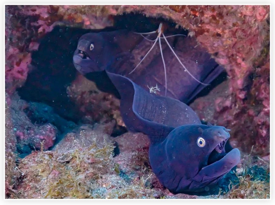 Deux poissons découvrant une ville engloutie sous la mer