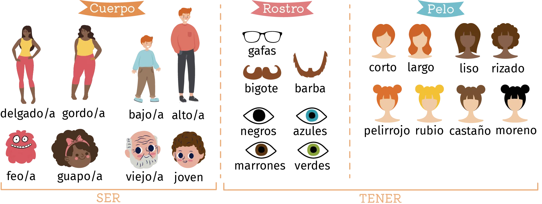 infographie du vocabulaire du corps, visage et cheveux