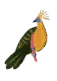 hoatzin