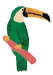 toucan