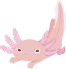 axolotl