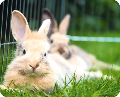 photo lapin