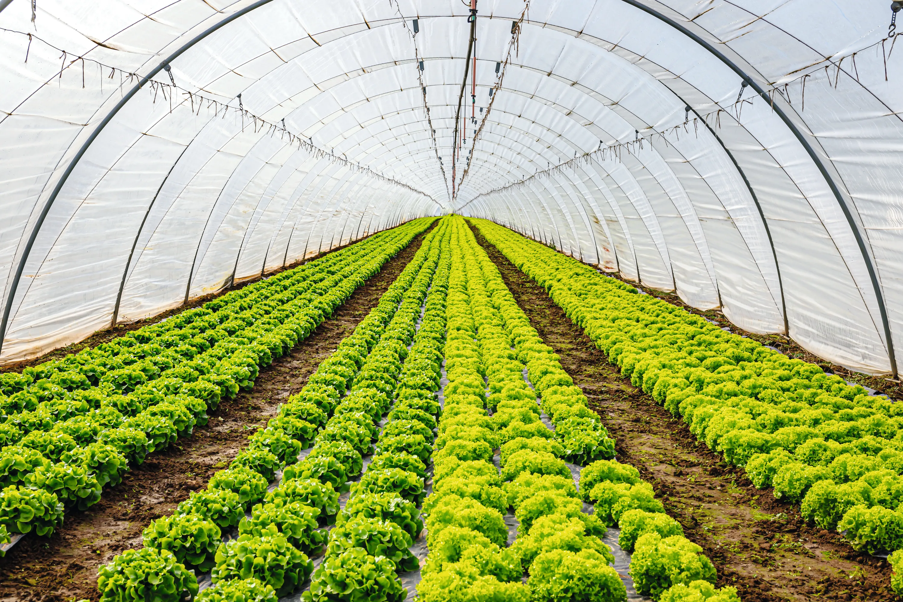 Une serre tunnel avec des cultures de salades