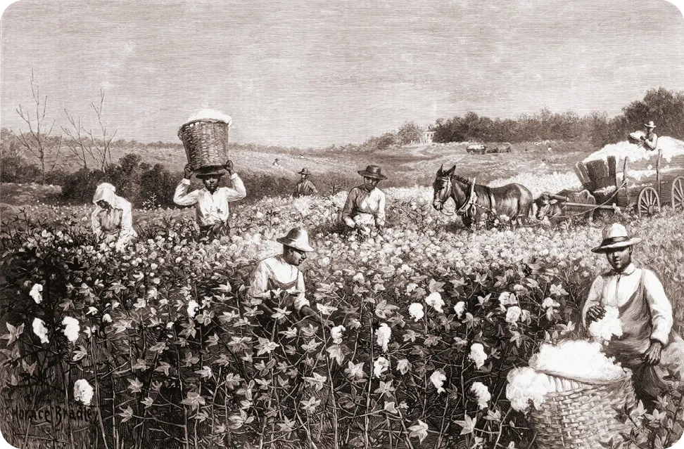 Les Afro-Américains cueillent du coton dans le Sud des États-Unis en 1887. Gravure en bois d'un dessin de Horace Bradley.