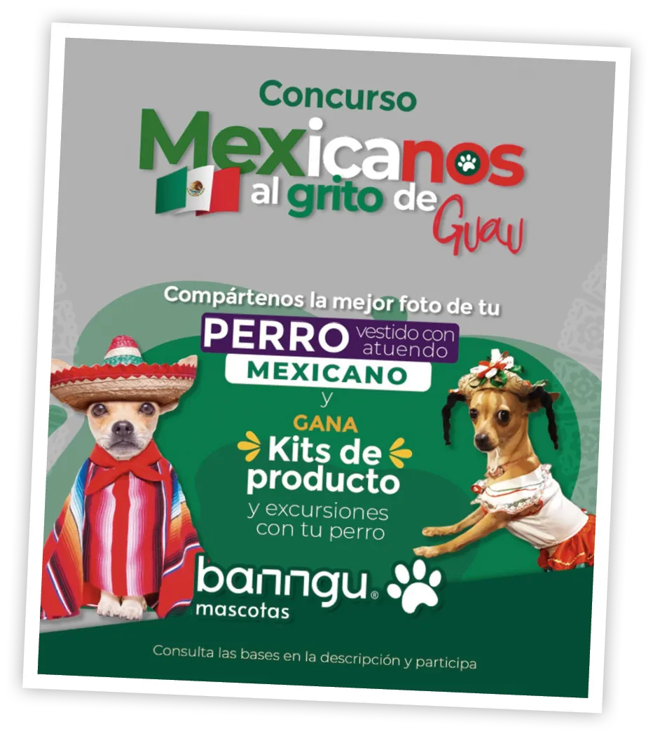 concurso chiens