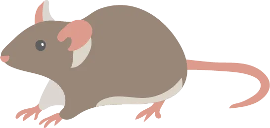 ratón