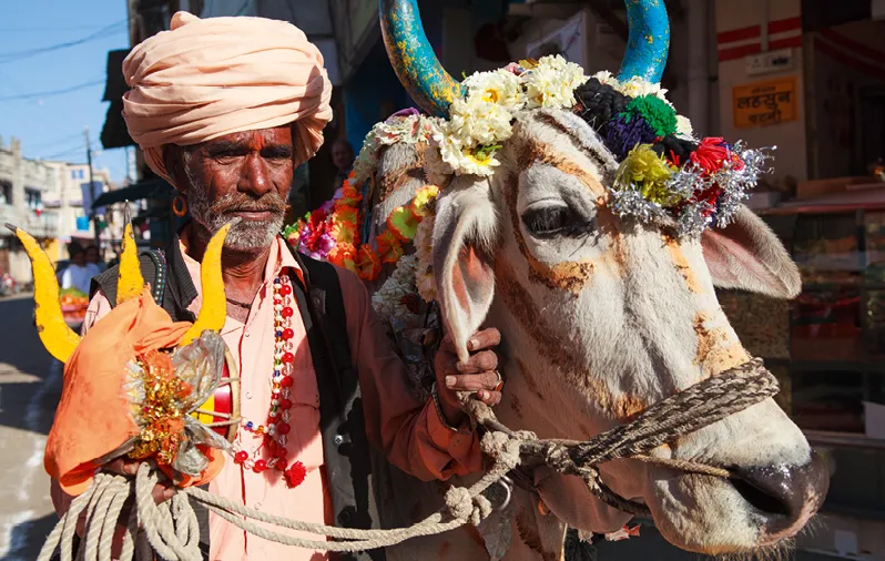 Photographie d'un sadhu indien tenant une vache sacrée décorée de fleurs et ornements à Ujjain.