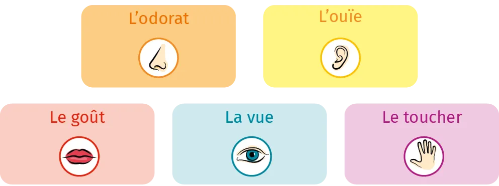 Illustration des 5 sens : odorat (nez), ouïe (oreille), goût (bouche), vue (œil), toucher (main).