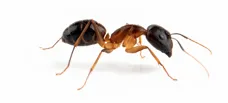 angwb57act1ant-retouchee.webp