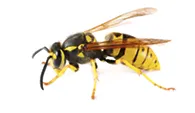 angwb57act1wasp-retouchee.webp
