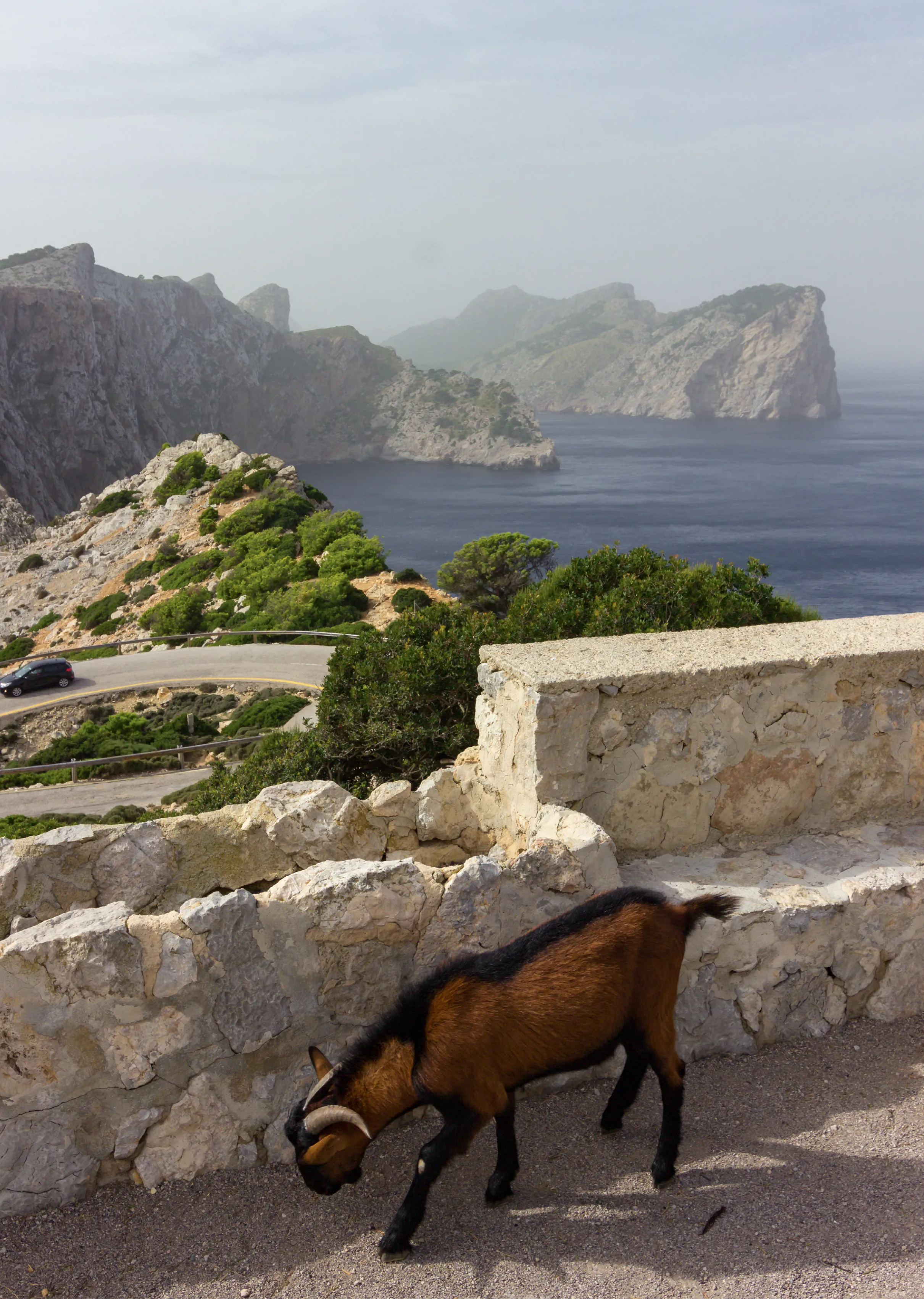 Cabra en el cabo de Formentor, en Mallorca (España).