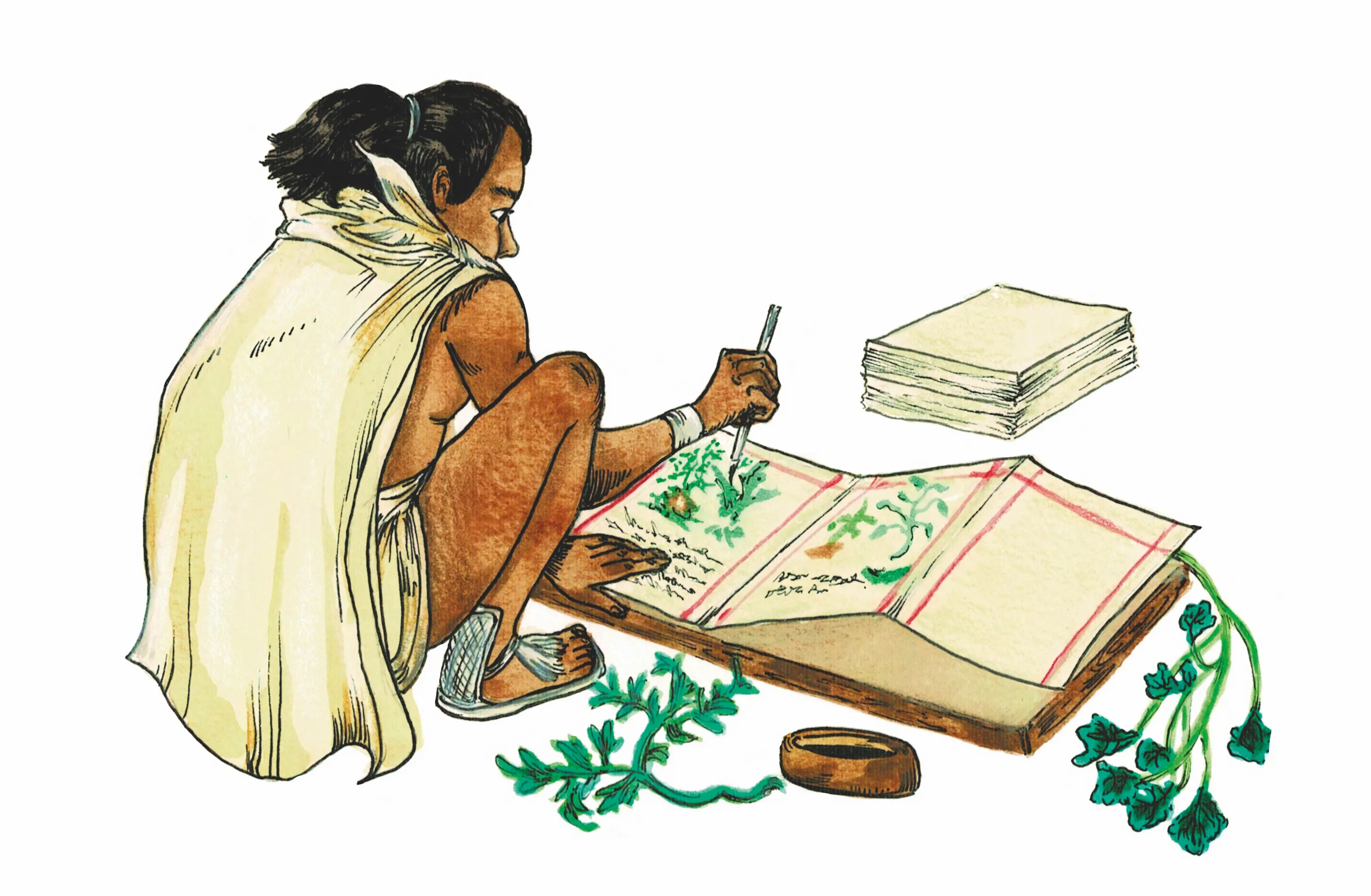 Ilustración de Ximena González Morales,
Tlayeyecolpahtli (Medicina experimentada), 2021.