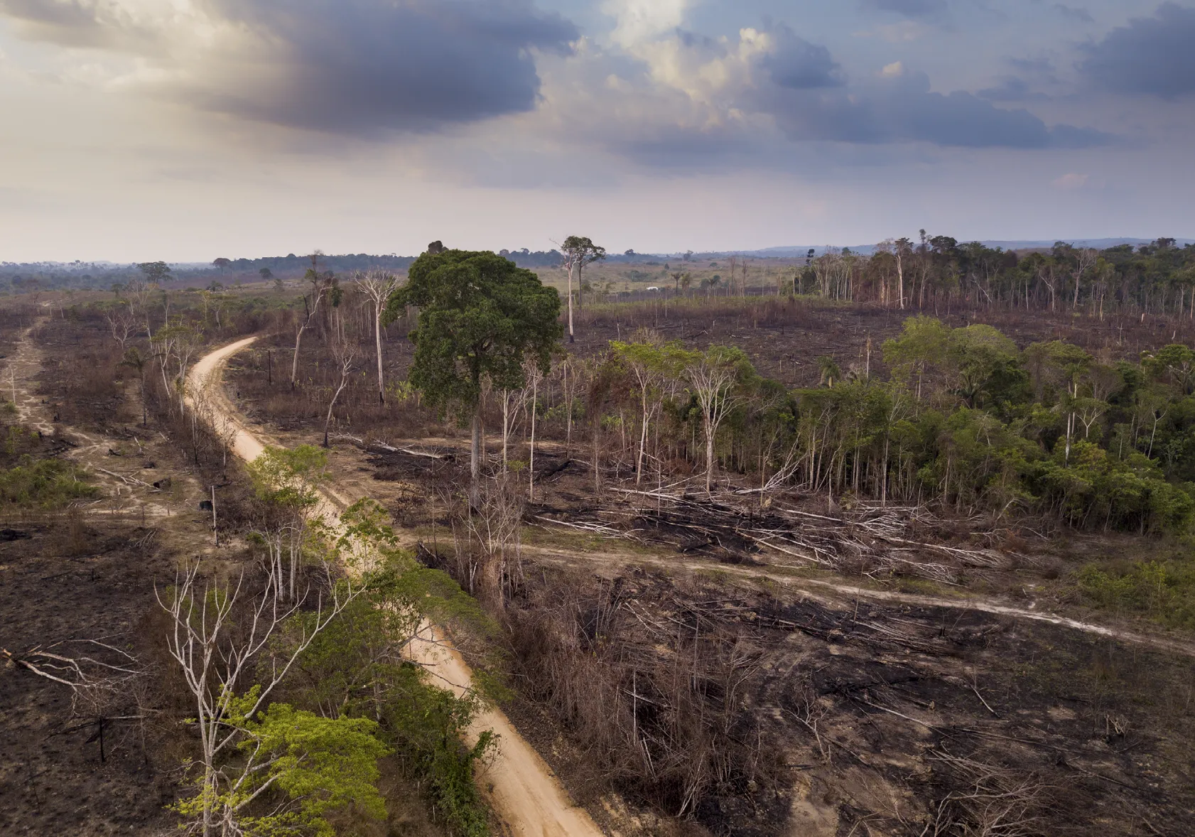 Deforestación de
la selva amazónica.