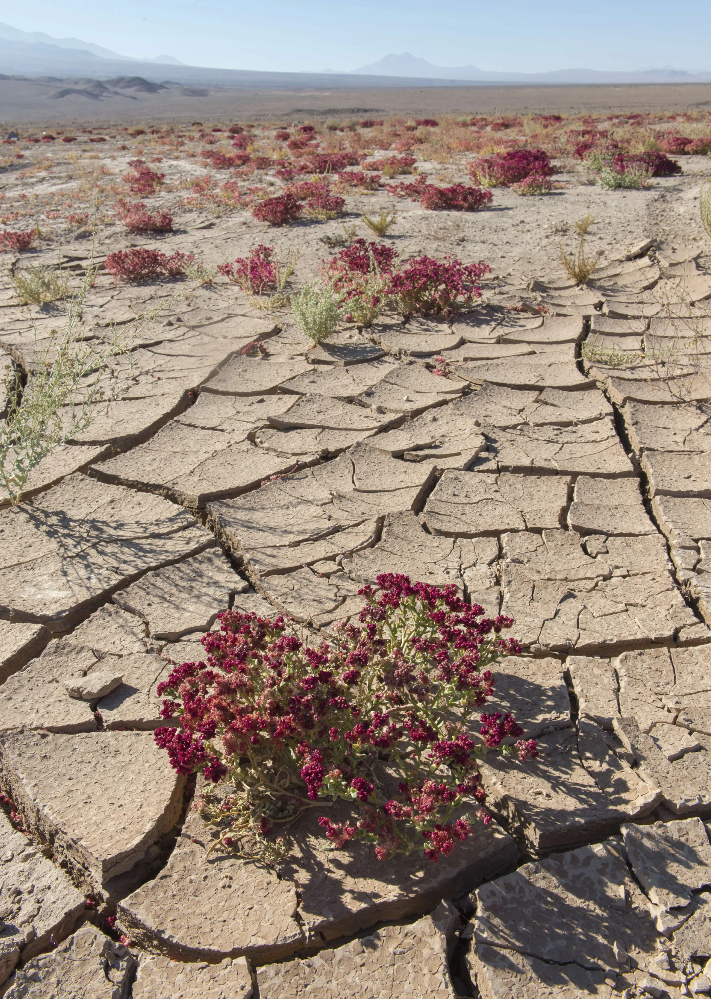 Plantas Cistanthe celosioides en el desierto de Atacama, en el norte de Chile.