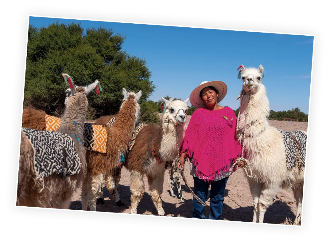 Guía perteneciente a la comunidad atacameña con llamas.