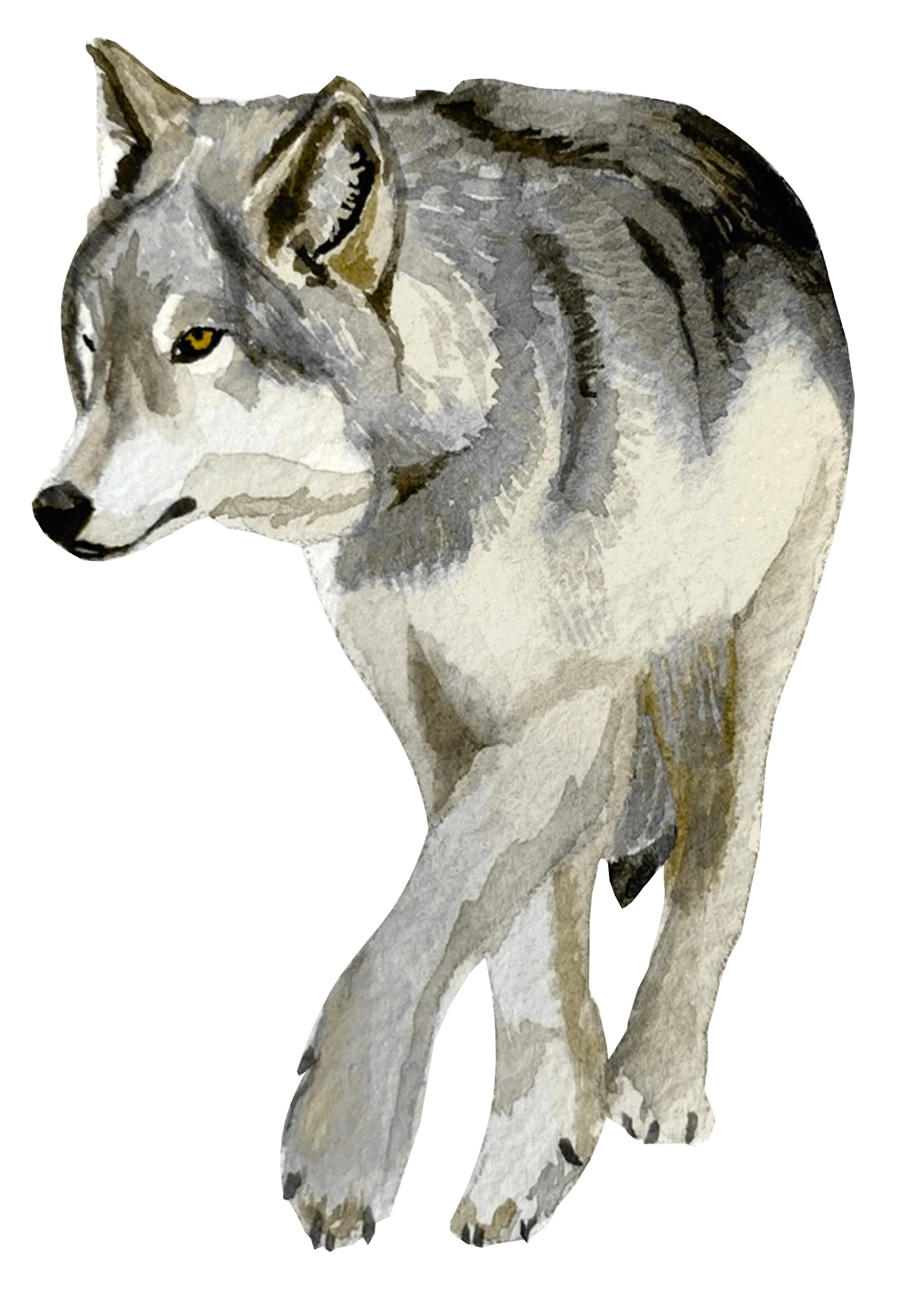 loup2