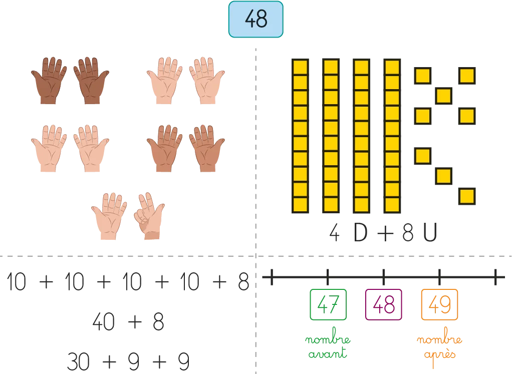 Illustration du nombre 48 : décomposition avec des mains, réglettes et droite numérique (47, 48, 49).