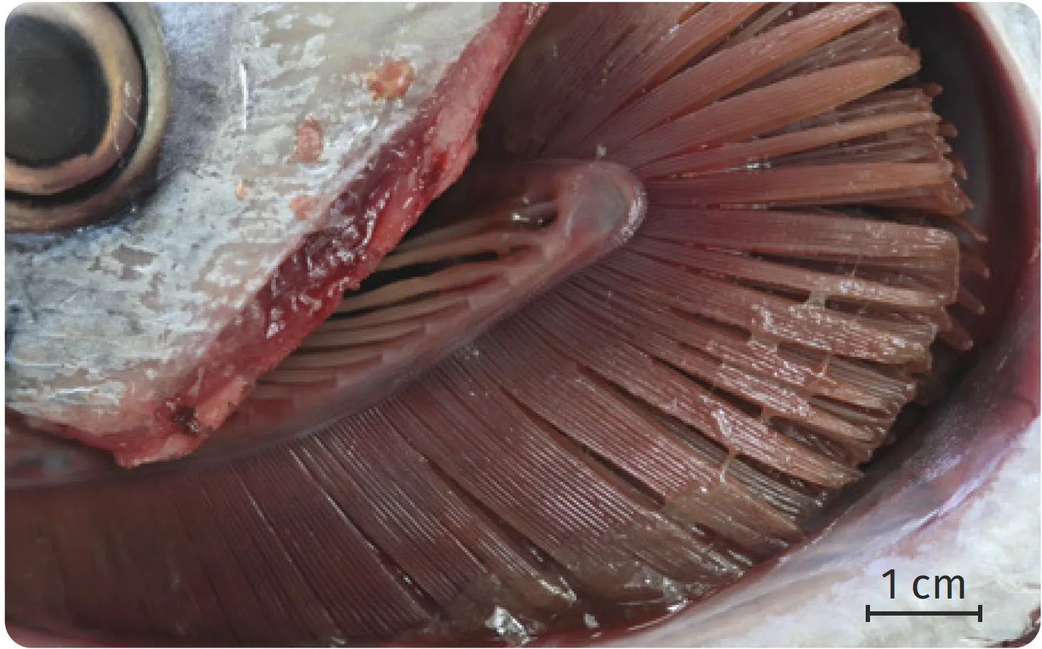 Dissection de la partie antérieure d'un maquereau