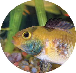 Apistogramma