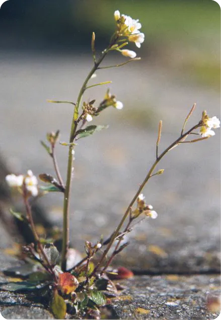 Arabidopsis thaliana