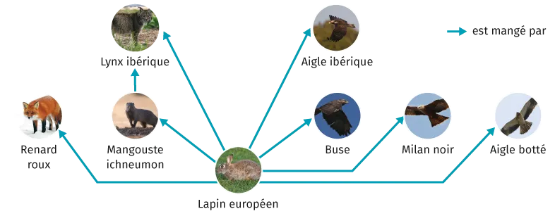 Réseau trophique méditerranéen de quelques Vertébrés