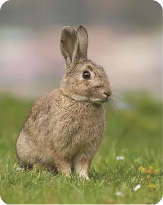 Lapin européen