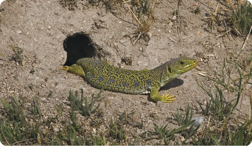 Lézard ocellé