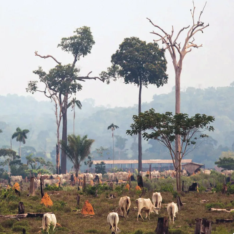 Évolution de l'élevage de boeufs au Brésil entre 1990 et 2019, et photographie d'une exploitation bovine en
Amazonie