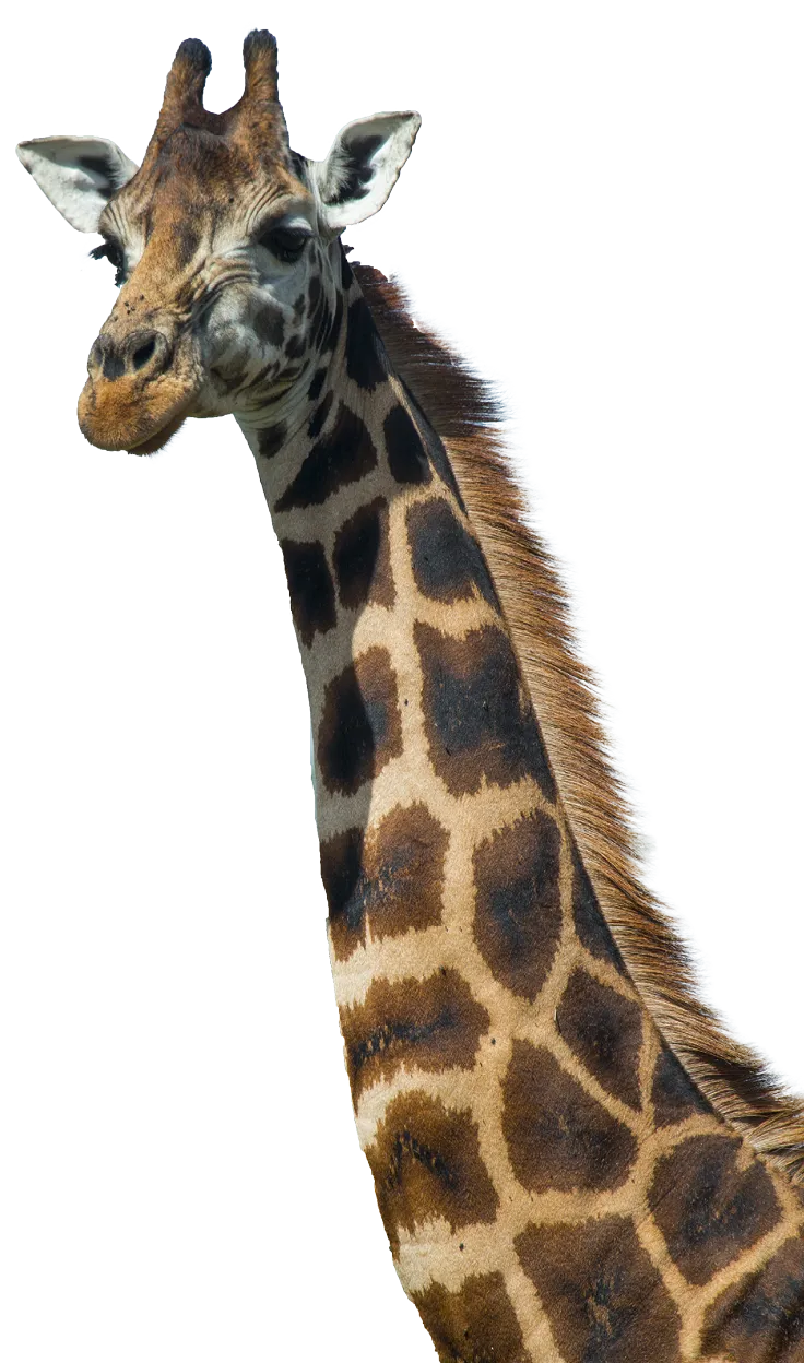 Girafe de Rothschild