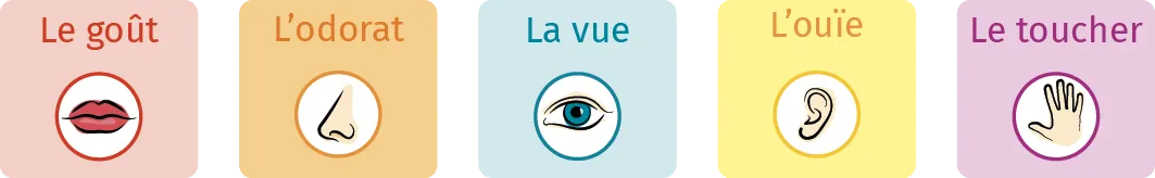 Illustration schématique des 5 sens humains : odorat, ouïe, goût, vue, toucher.