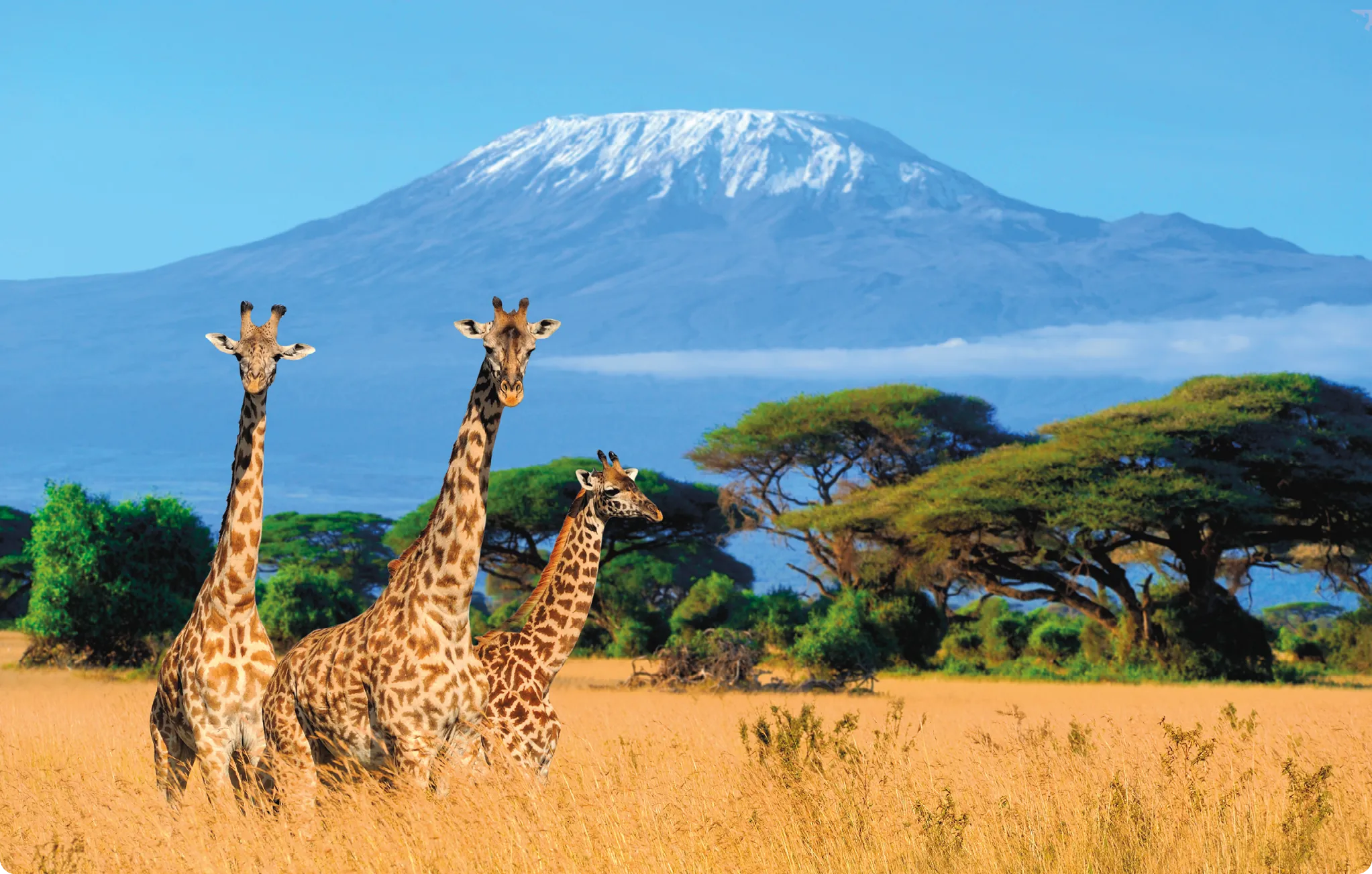 Giraffes in front of Mount Kilimanjaro