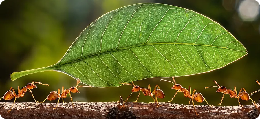 Les fourmis s'entraident à porter des feuilles pour faire leur nid.