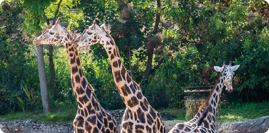 giraffes